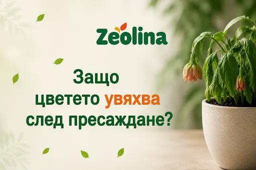 Защо цветето увяхва при пресаждане?